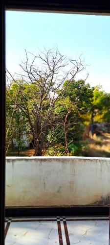 a view of a tree from a window at Sukha's Place in Pushkar