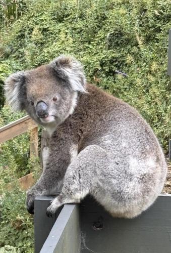 a koala sitting on top of a fence at KW Hacienda in Upper Sturt