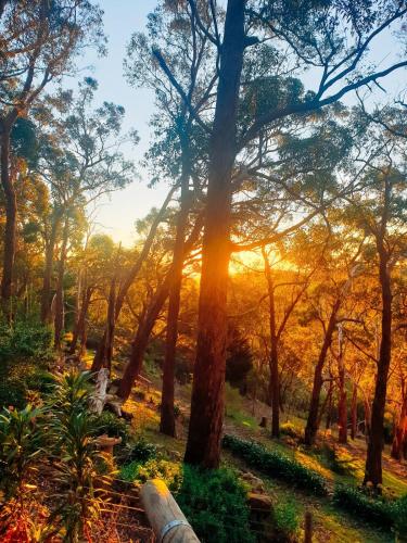 a forest of trees with the sun shining through at KW Hacienda in Upper Sturt