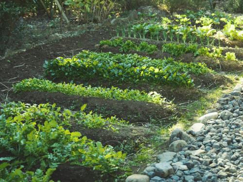 a garden with some plants and rocks at SOKI ATAMI in Atami