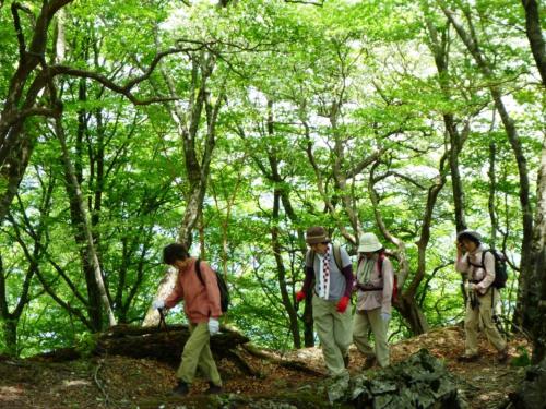 a group of people walking in the woods at 奥伊勢フォレストピア in Ema