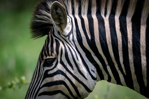 a close up of the head of a zebra at Bosveld Villa in Marloth Park