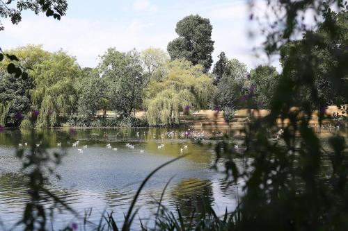 a pond with lots of ducks in a park at Reigate - Lovely modern serviced apartment in Reigate
