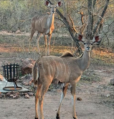 two gazelles are standing in a field at Bosveld Villa in Marloth Park