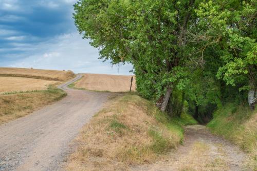 a dirt road in the middle of a field with a tree at Le Feneau Maison d'hôtes in Creuzier-le-Neuf