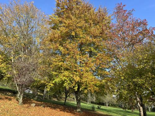 a group of trees in a park in the fall at Les Arches du Lac, spa et piscine intérieure chauffée in Saint-Martin-lès-Langres
