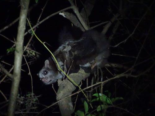 キャンプ場の敷地内または近くにいる動物
