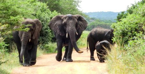 a group of elephants walking down a dirt road at SleepOver Kruger Gate in Skukuza