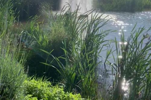 a pond with tall grass next to a body of water at Charming 5-Beds Caravan in beautiful Seton Sands in Port Seton