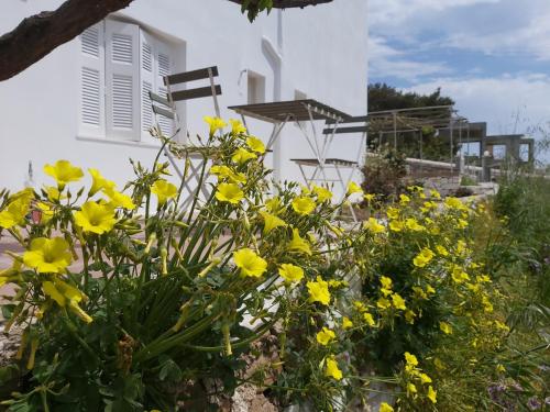 Dandelion Paros Apartments III