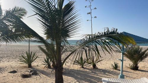 a palm tree on a beach with chairs and the ocean at Luxury Beach Villa, Praia de Chaves, Boa Vista in Boa Ventura