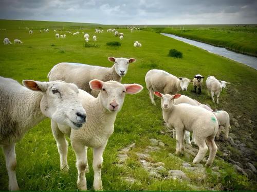 a herd of sheep standing in a field next to a river at Fewo Elsternest in Dornum