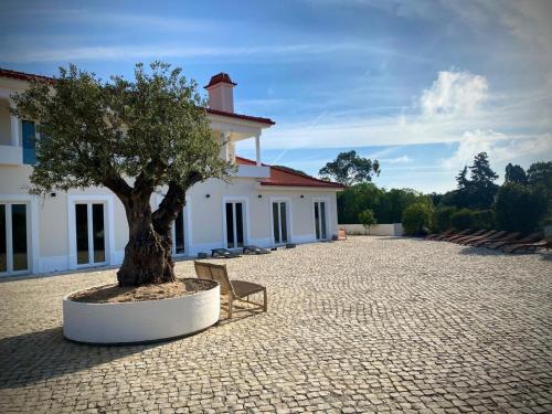 a tree in front of a building with a bench at So Magoito in Sintra