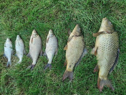 a group of fish sitting in the grass at Művészház Nyaraló in Békésszentandrás