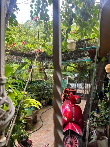 a red scooter parked in a greenhouse with plants at La CASita 28 in Cancún