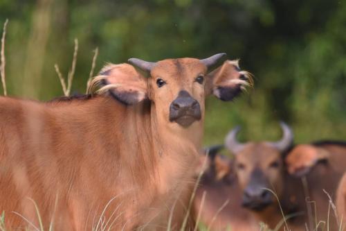 a group of brown cows standing in the grass at La Maringa El Magnifico in Libreville