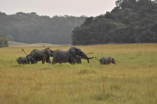 a group of elephants walking in a field at La Maringa El Magnifico in Libreville