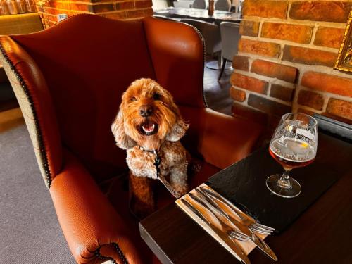 Huéspedes con una o varias mascotas en The Ashbourne Hotel, BW Signature Collection