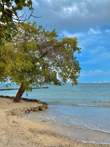 un albero sulla riva di una spiaggia di El Rinconcito a Playa Punta Arena