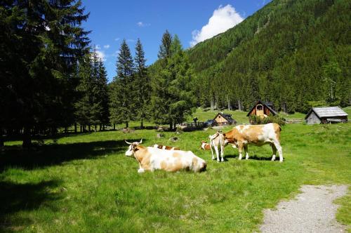 a group of cows grazing in a field of grass at Apartments Schrim in Fiegler
