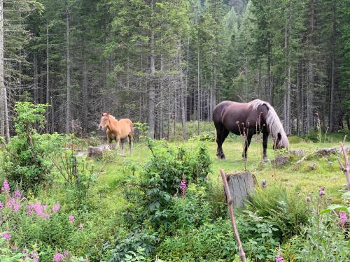 two horses grazing in a field in a forest at Apartments Schrim in Fiegler