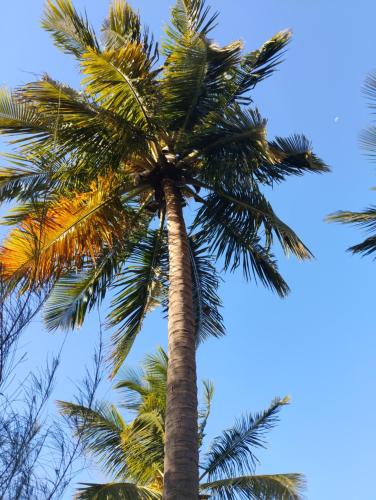 a palm tree against a blue sky at Hôtel Nanaay in Palmarin