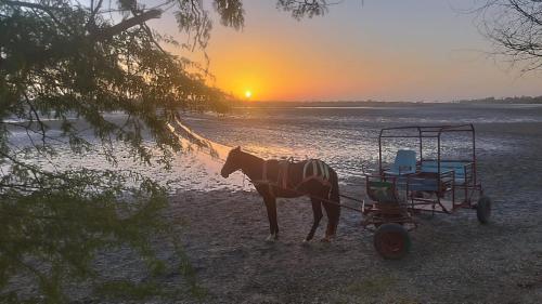 a horse pulling a cart on the beach at sunset at Hôtel Nanaay in Palmarin