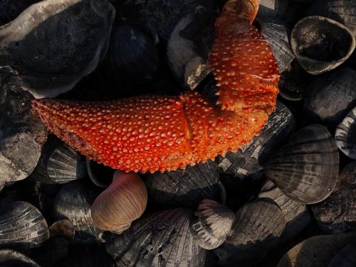 a red mushroom on a pile of rocks at Hôtel Nanaay in Palmarin