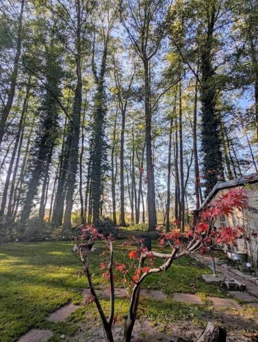 a tree with red flowers in a park at Modern bungalow with direct lake access and fireplace in Zossen