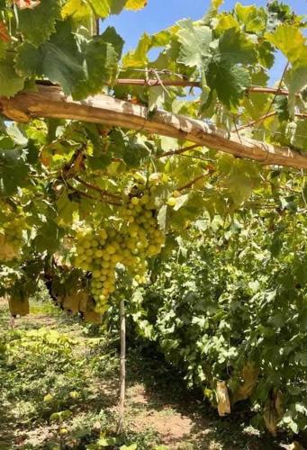 a bunch of green grapes hanging from a vine at Magnifique Chalet en bois collé à la forêt de Benslimane in O Ben Slimane