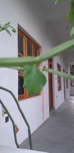 a green plant in front of a building with windows at One FS Hotel Arugambay in Arugam Bay