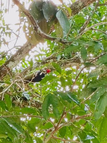 a bird in a nest in a tree at Cabaña Armonia in San José del Guaviare