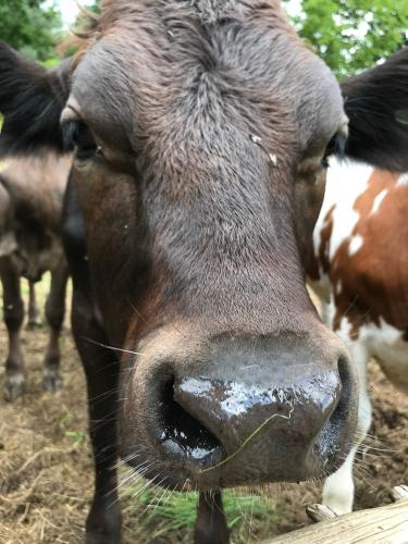 a close up of a cow sticking its nose over a fence at Wyzenborne in Sontra