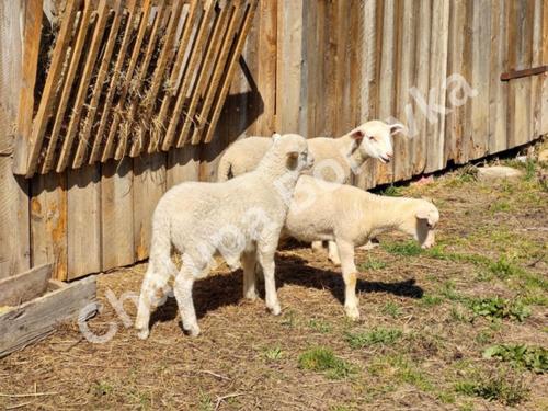 a group of sheep standing next to a fence at Chalupa Borovka in Vitanová