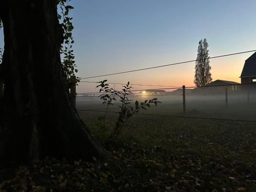 a foggy field with a tree and a fence at De Cordobahoeve in Tweede Exloërmond