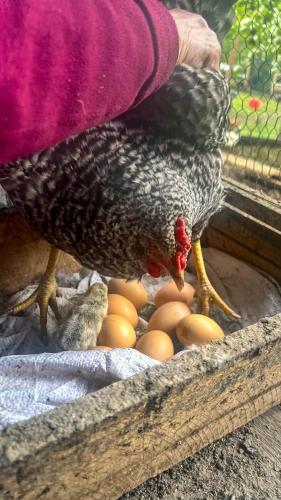 a chicken standing next to a box of eggs at Refugio de Montaña Patagonia, pesca, trekking, miradores in Llanada Grande