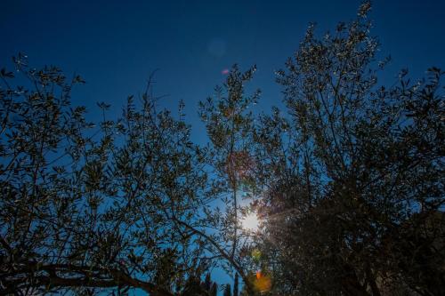 two trees with the sun shining through them at night at Ionian Vista Villas in Argostoli