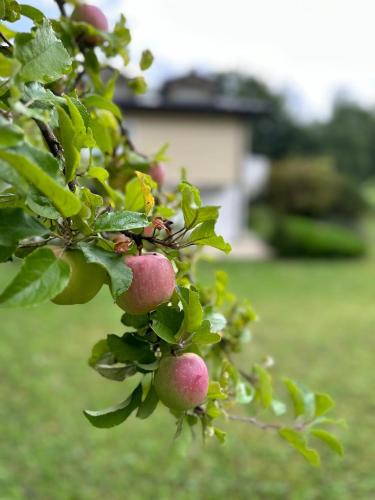 a bunch of apples hanging from a tree at Chalet La Forestière in Saint-Paul-en-Chablais