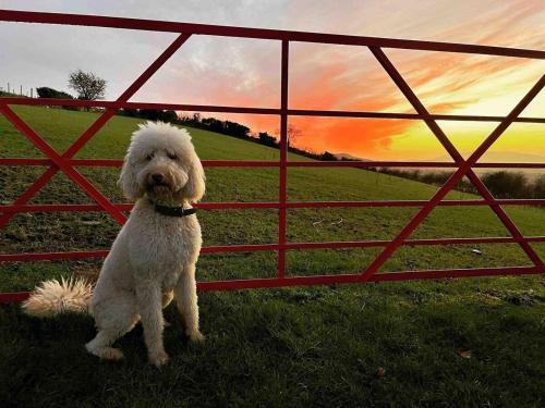 a white dog standing in front of a fence at Mc Courts Cottage in Hilltown