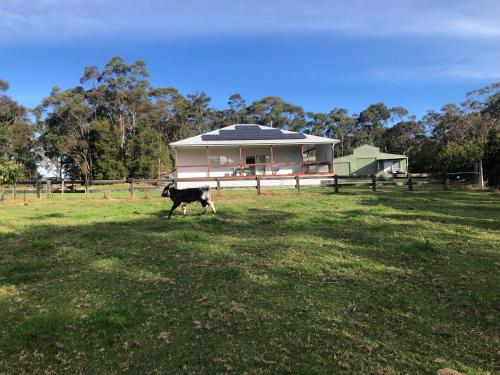 a cow standing in a field in front of a house at Kangaroo hill in Sussex inlet
