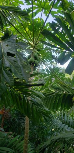 a palm tree with lots of green leaves on it at Papaya Wildlife Lodge in Cahuita
