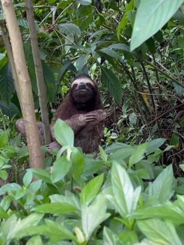 a sloth sitting in a tree in the jungle at Papaya Wildlife Lodge in Cahuita
