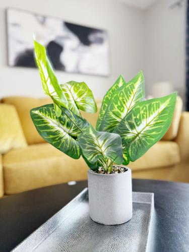 a green plant sitting on top of a table at RiverStone Retreat - Newburgh IN Stylish Apartments in Newburgh