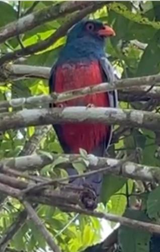 a red and blue bird sitting in a tree at Papaya Wildlife Lodge in Cahuita