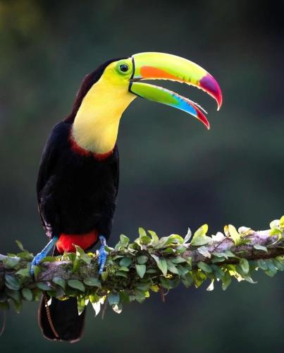 a bird with a colorful beak sitting on a branch at Papaya Wildlife Lodge in Cahuita
