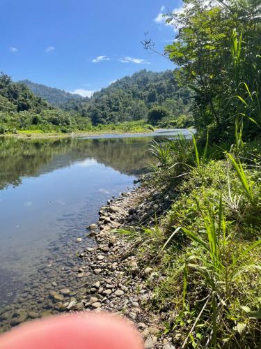 a river in the middle of a forest at Papaya Wildlife Lodge in Cahuita