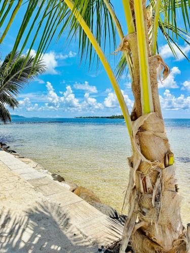 a palm tree on a beach next to the water at Pension Irivai appartement PUATOU 1 chambre bord de mer in Uturoa