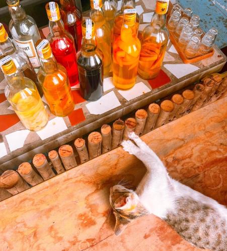 a cat standing in front of a table with bottles at EVA HUT Mui Ne Beach Hostel in Mui Ne