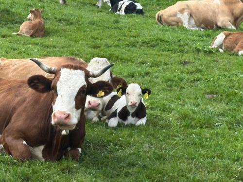 a group of cows laying in a field of grass at Apartments Schrim in Fiegler