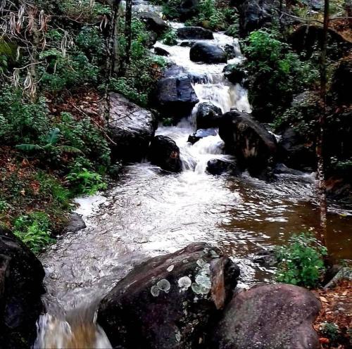 a stream of water with rocks and trees at Aranya Baas By StayApart in Sukhia Pokhari
